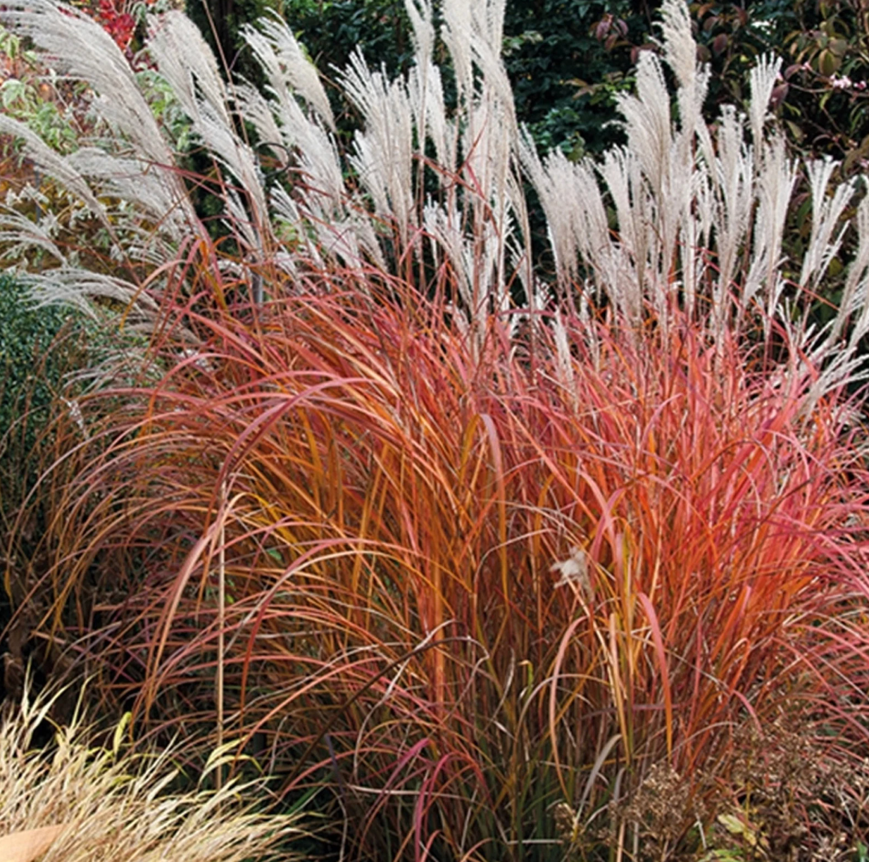 Miscanthus grass clump with white plumes and orange-red stems