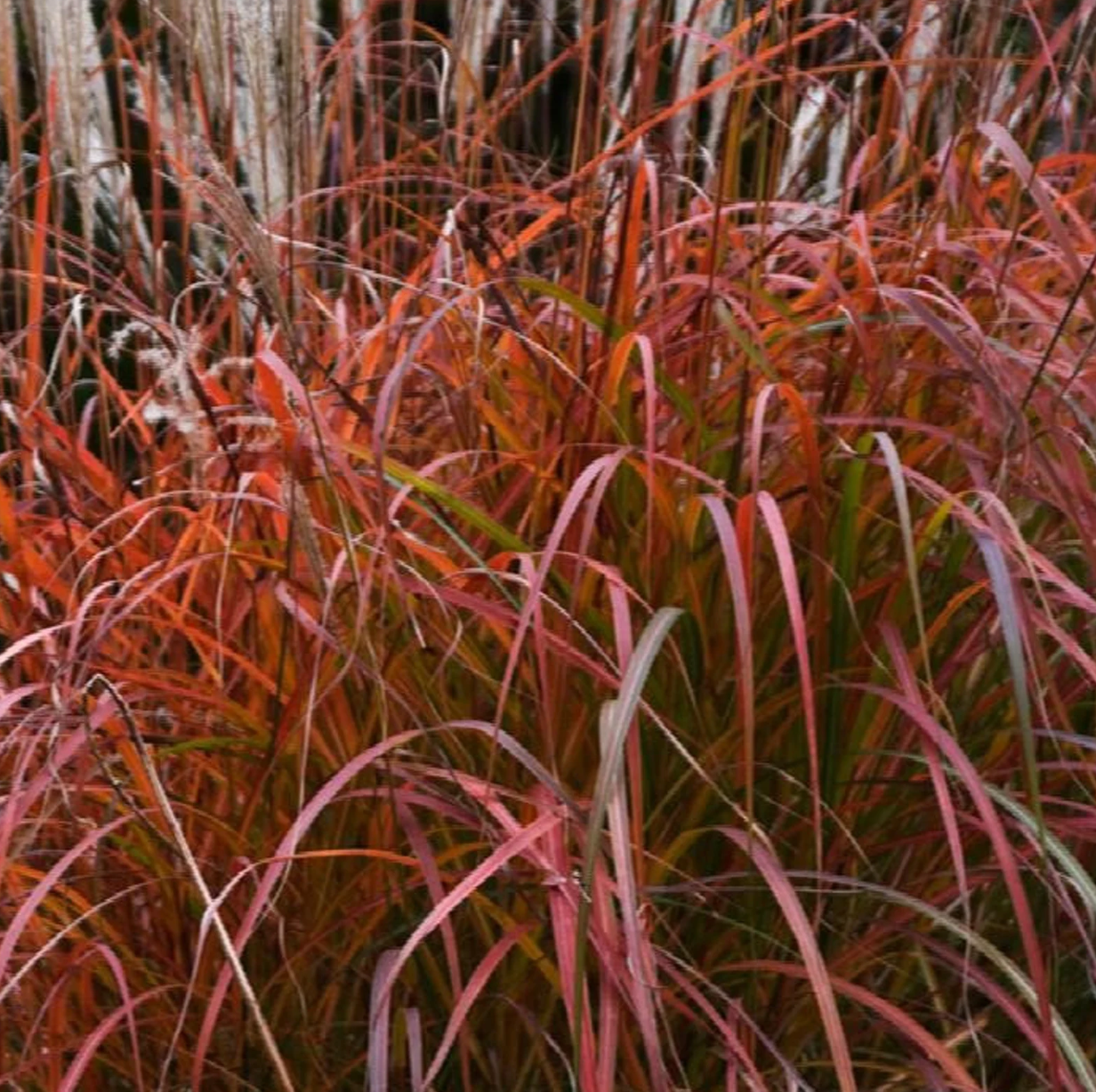 Miscanthus grass with pink-purple plumes and red-orange stems