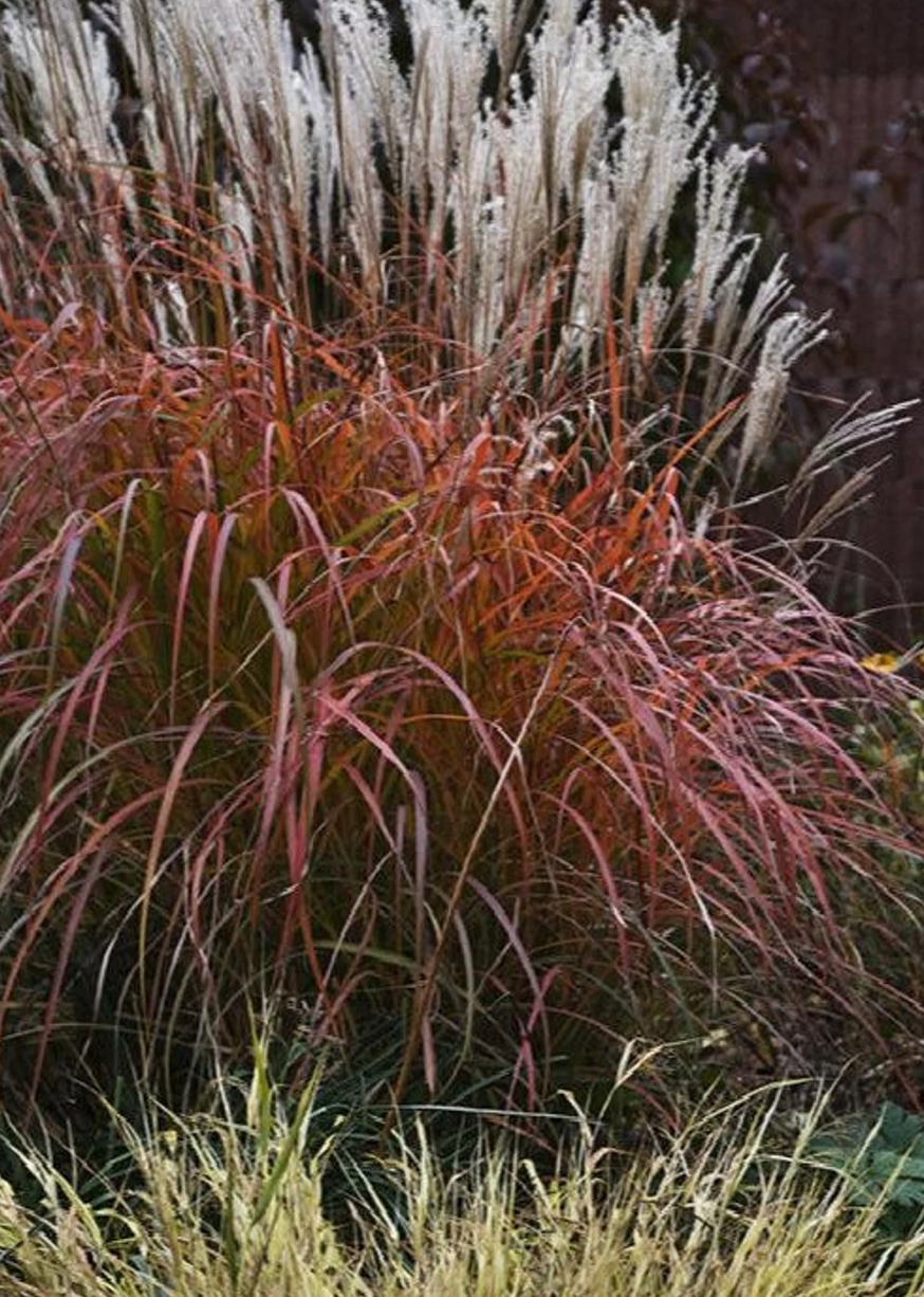 Miscanthus grass with white plumes and red-orange stems over purple leaves