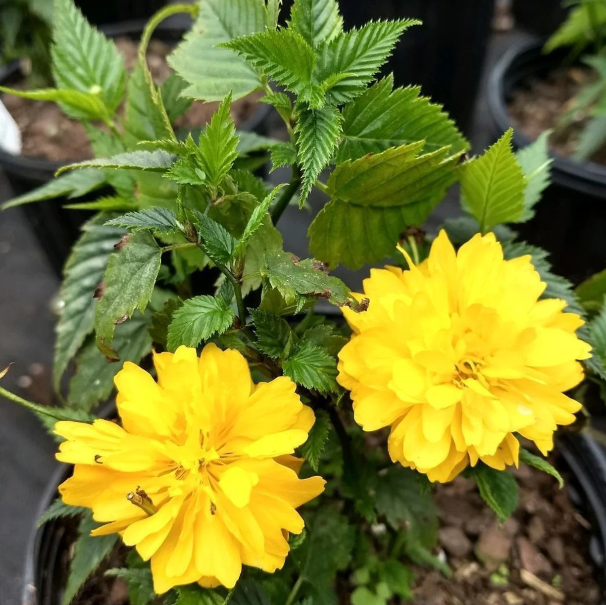 Yellow double-flowering Japanese kerria blooms with green serrated leaves