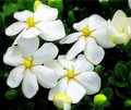 Kleim's Hardy Gardenia  | Gardenia jasminoides 'Kleim's Hardy'