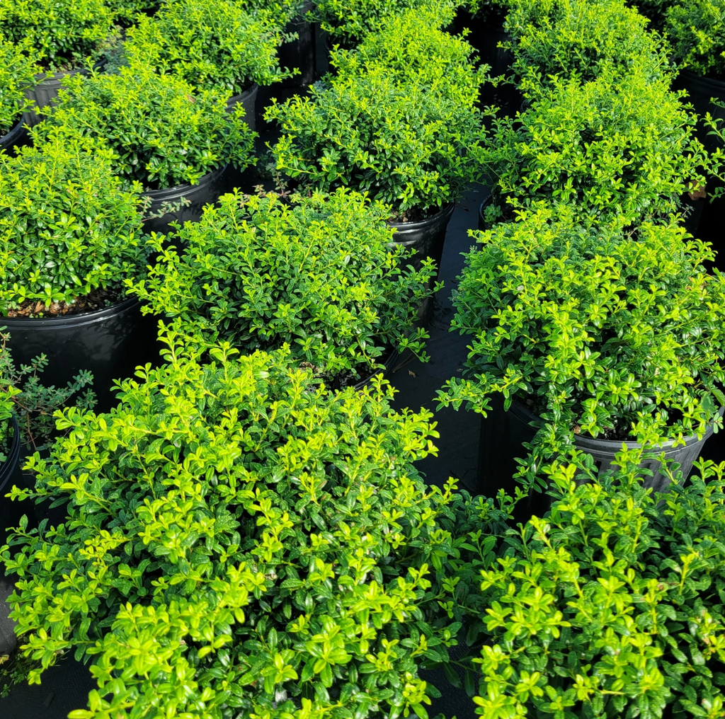 Soft Touch Japanese Holly | Ilex crenata 'Soft Touch'