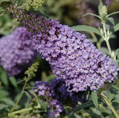 Butterfly bush flower panicle with purple blossoms and yellow centers