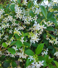 Star jasmine vine with white star flowers and glossy green leaves