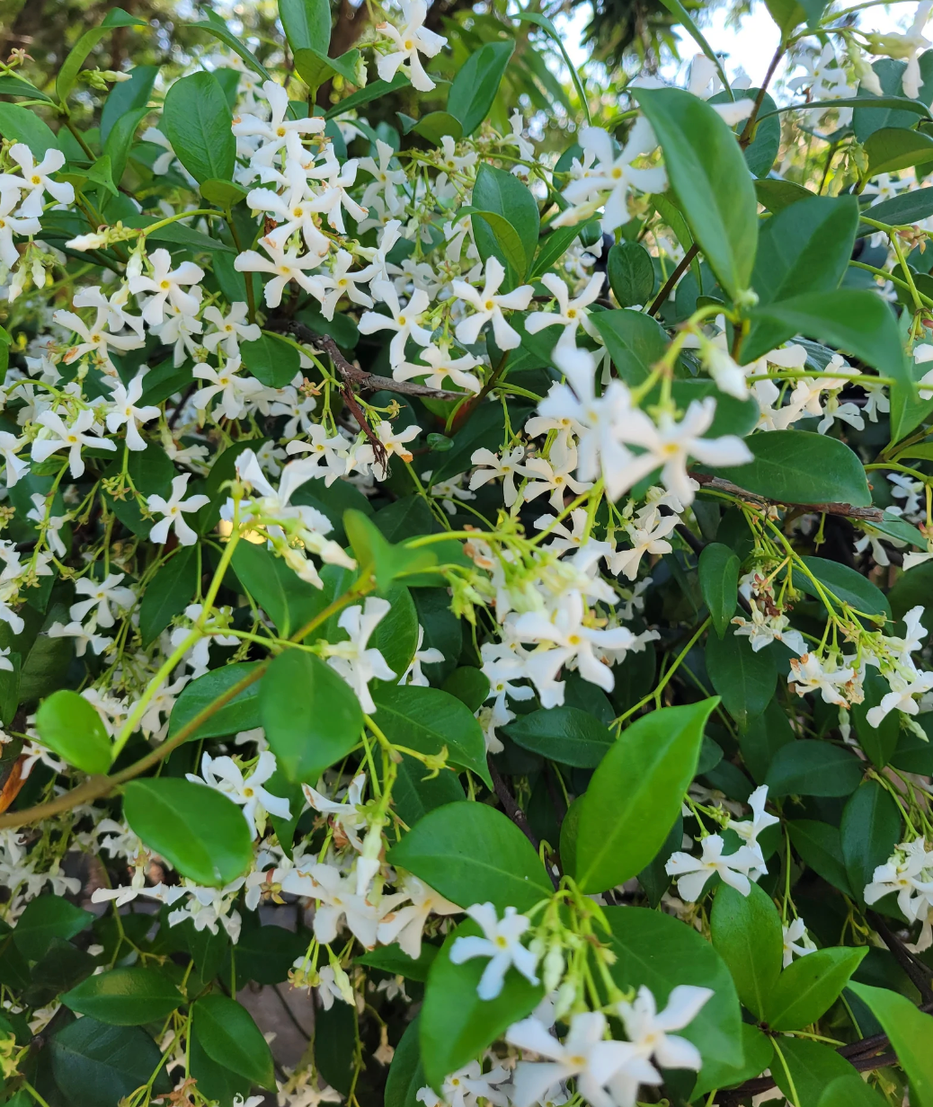 Star jasmine vine with white star flowers and glossy green leaves