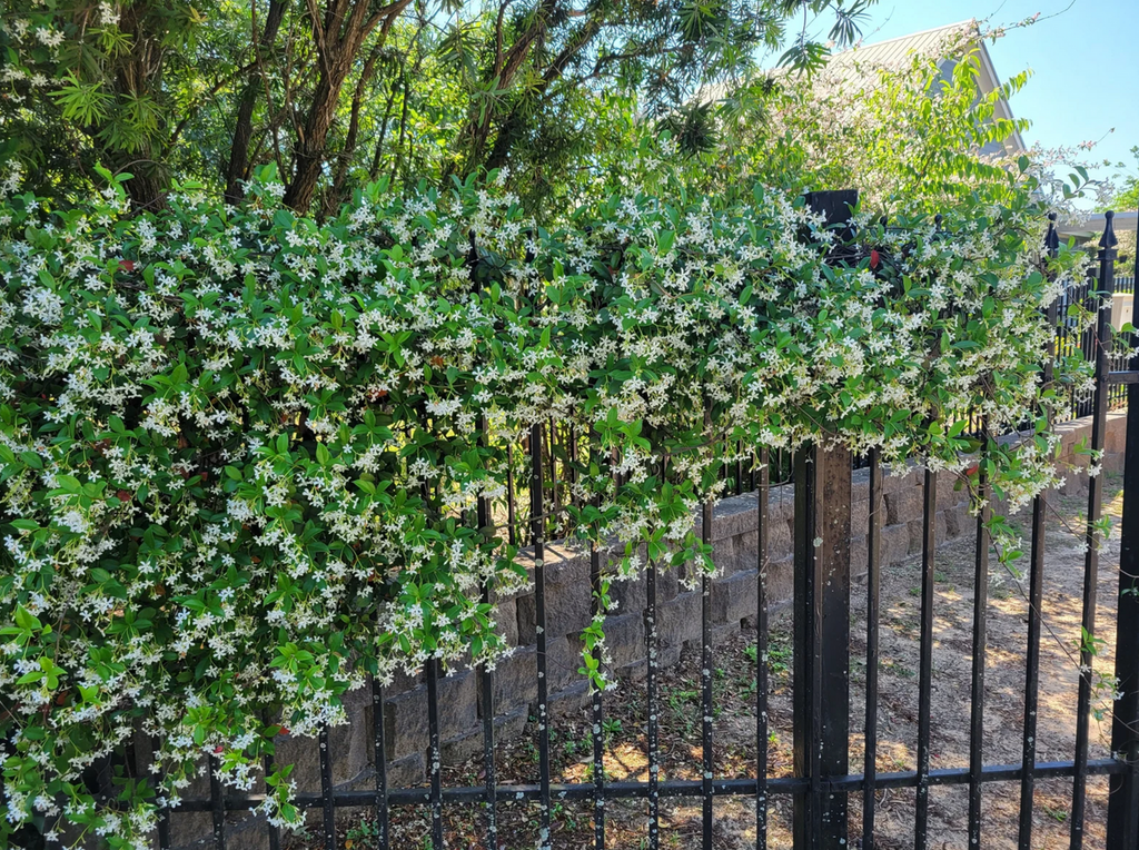 Star jasmine vine covered in white star flowers over green leaves