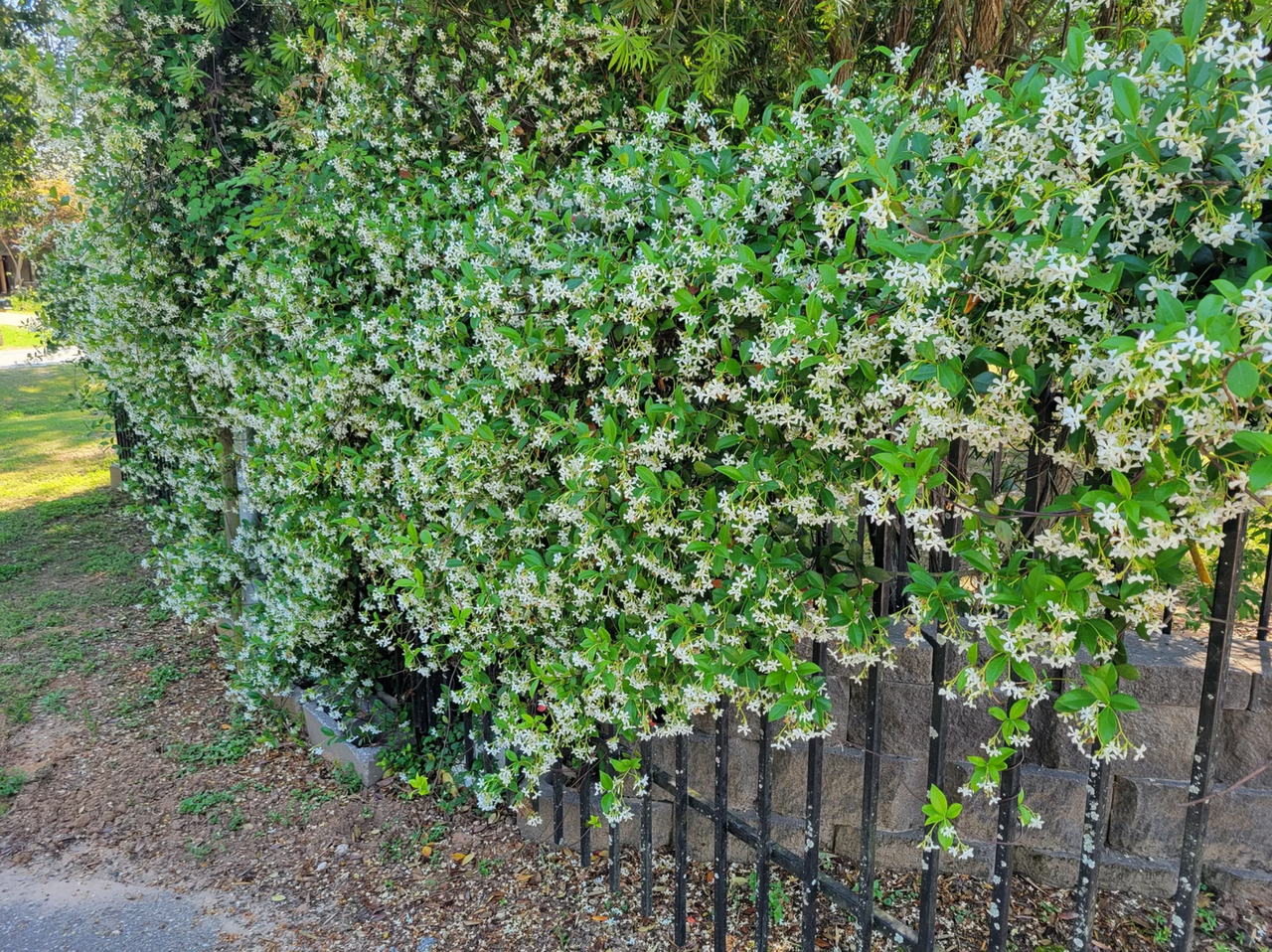 Star jasmine vine with dense white blossoms over green foliage