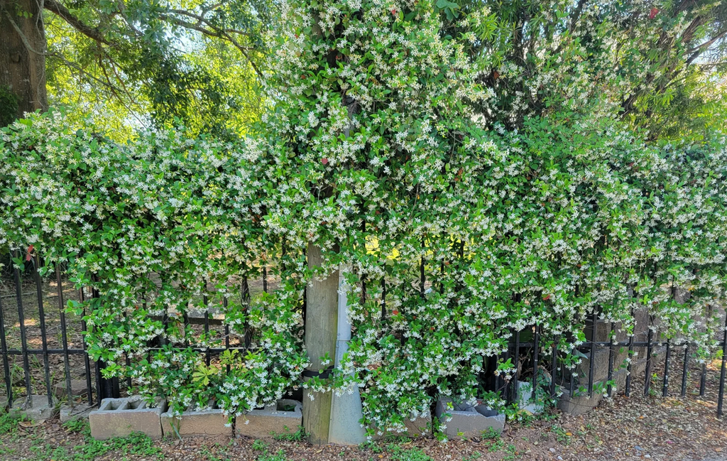 Star jasmine vine branches covered with small white flowers and green leaves