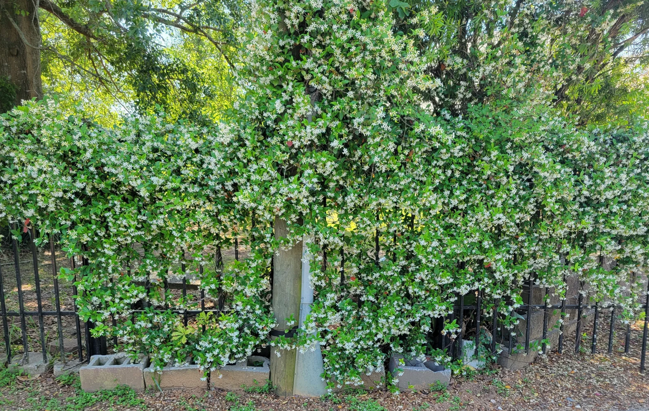Star jasmine vine branches covered with small white flowers and green leaves