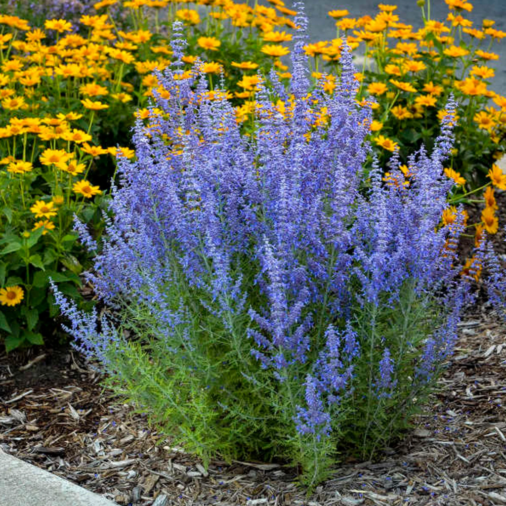 Denim n Lace Russian sage with blue-purple flower spikes