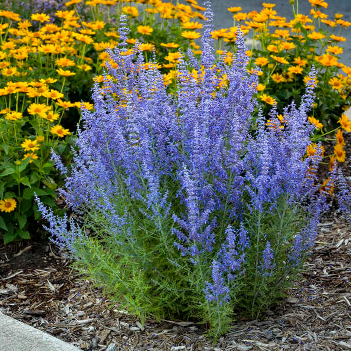 Denim n Lace Russian sage with blue-purple flower spikes