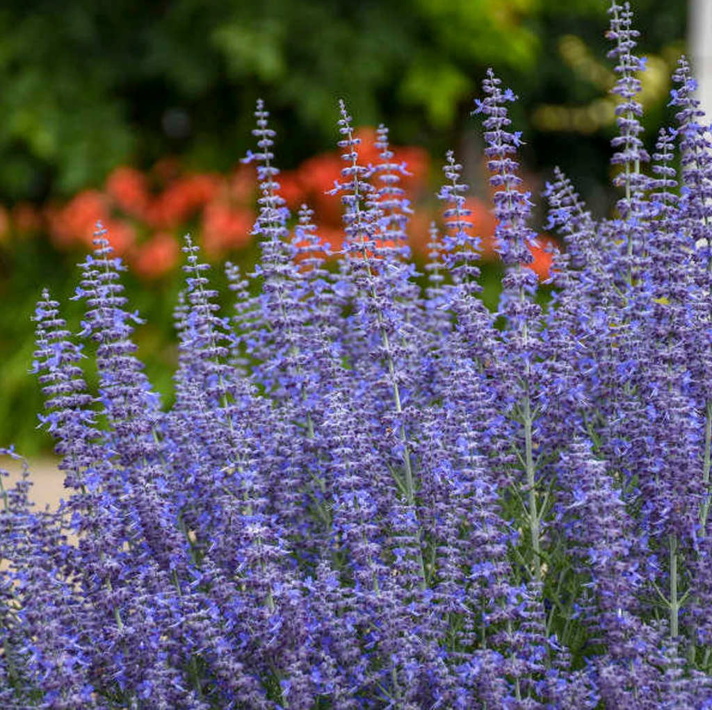 Blue-purple Russian sage flower spikes with small white and orange blooms
