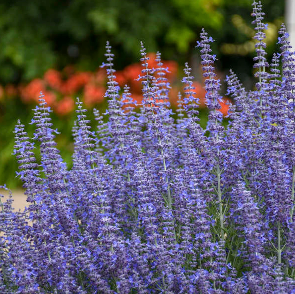 Blue-purple Russian sage flower spikes with small white and orange blooms