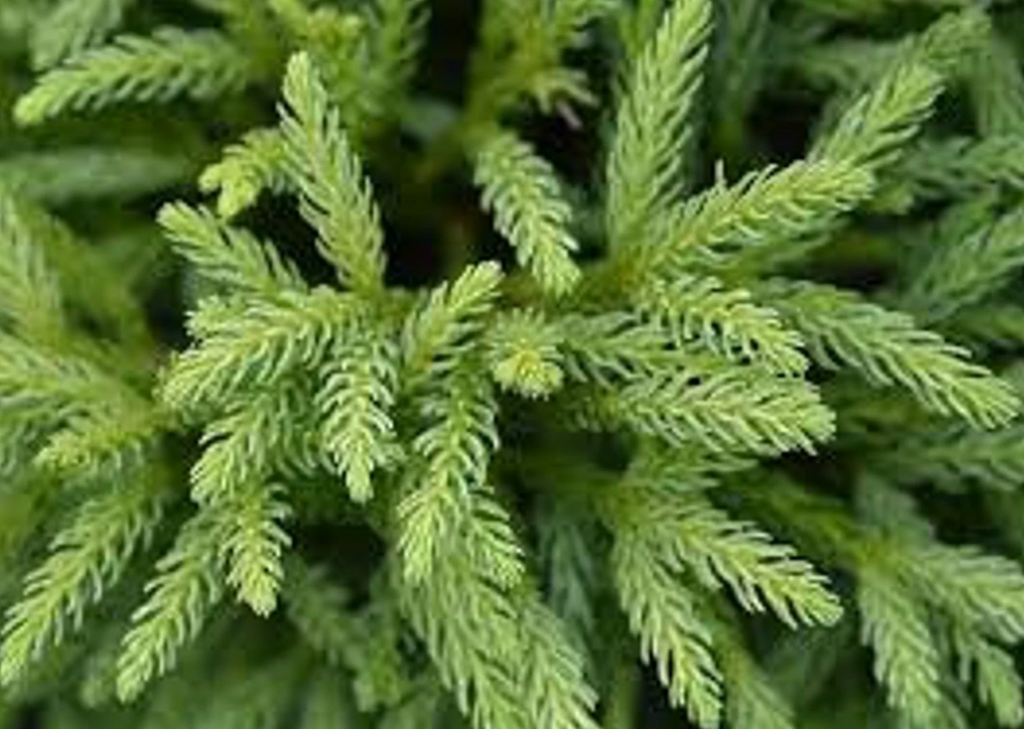 Close-up of dwarf Japanese cedar needle-like bright green foliage