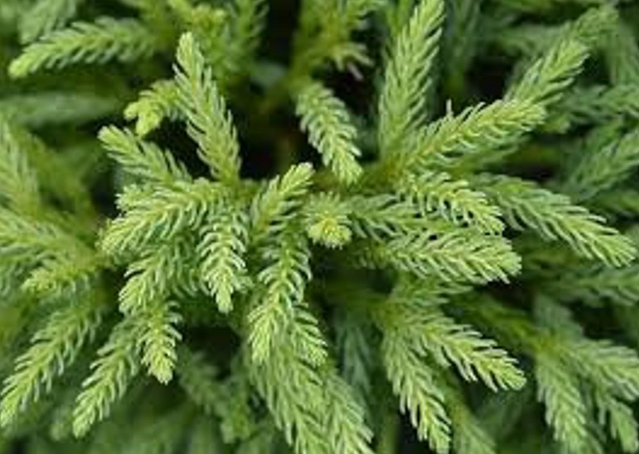 Close-up of dwarf Japanese cedar needle-like bright green foliage