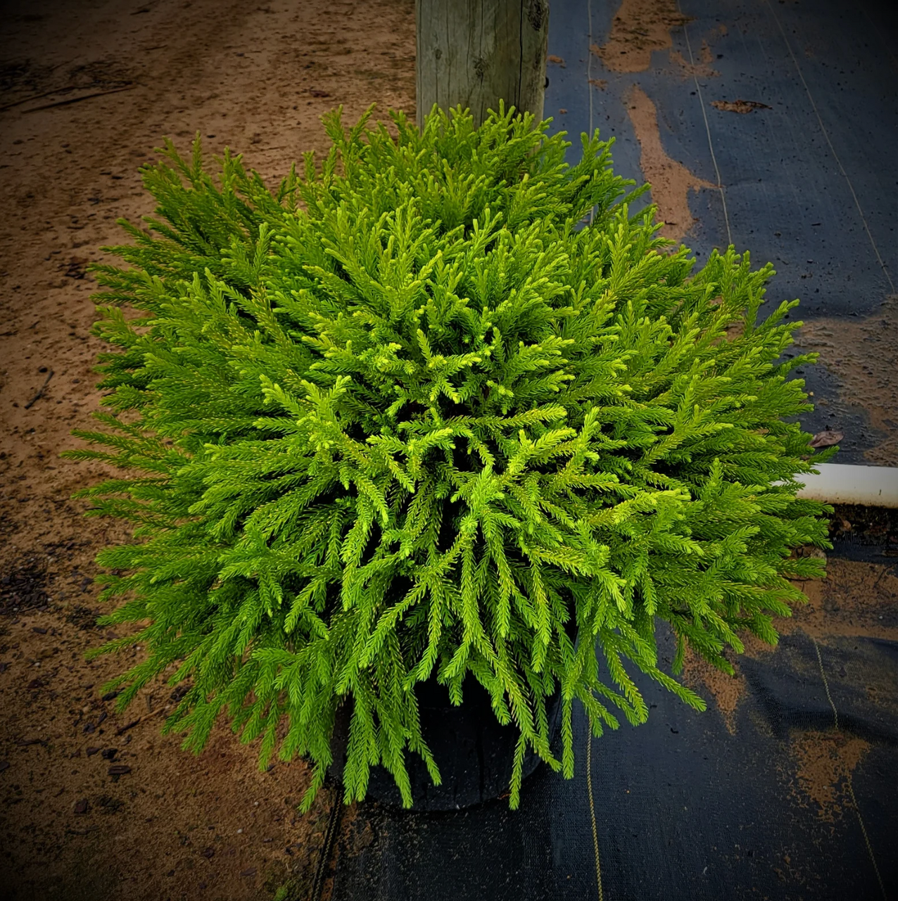 Dwarf Japanese cedar shrub with flat, dense bright green foliage mound on tarp