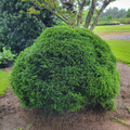 Dwarf Japanese cedar shrub with dense, rounded bright green foliage