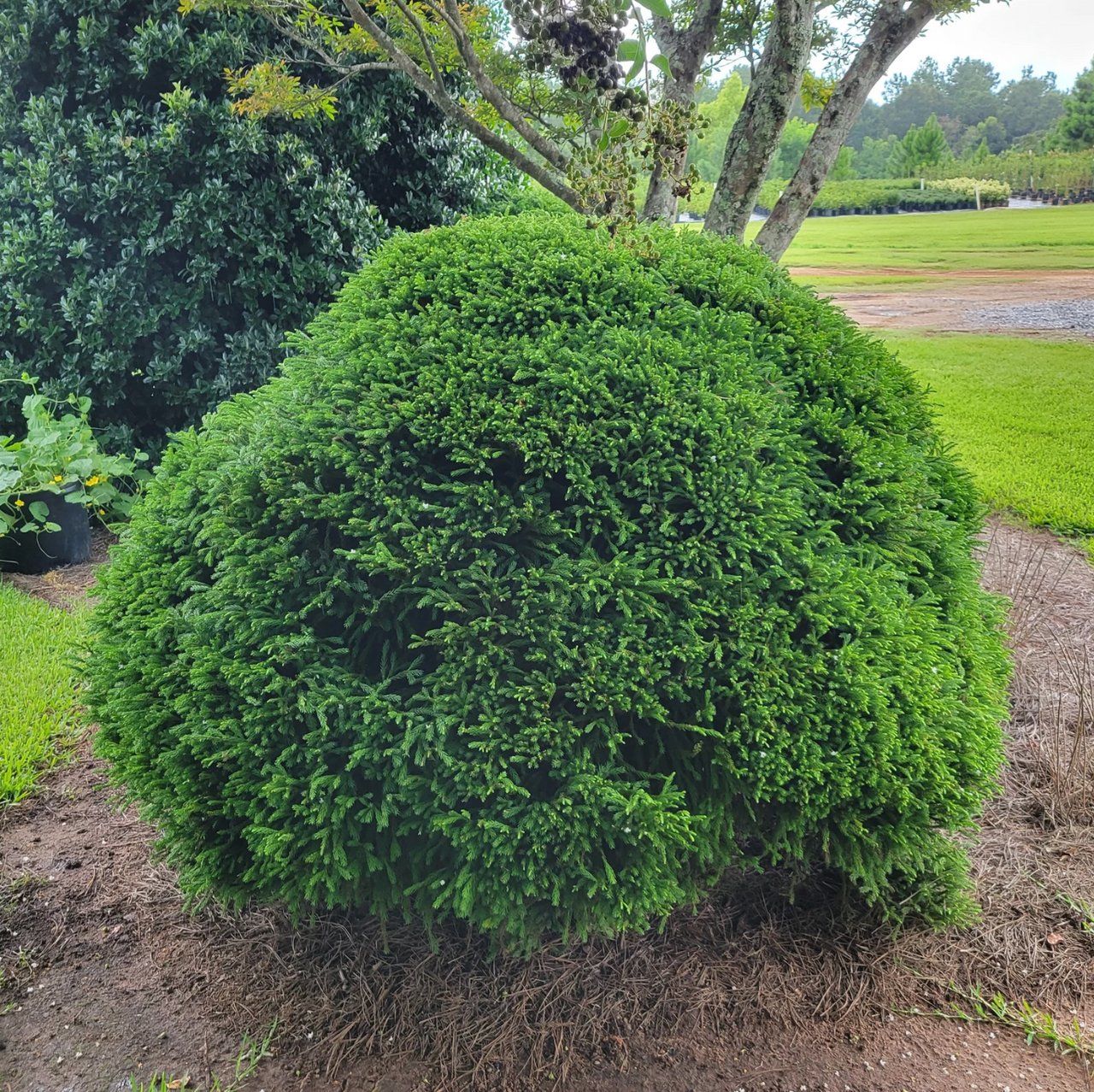 Dwarf Japanese cedar shrub with dense, rounded bright green foliage