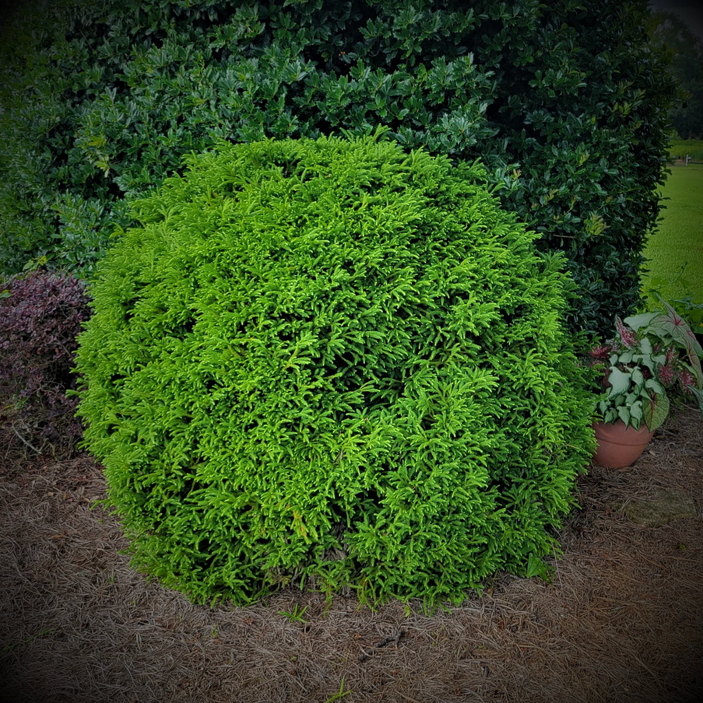 Dwarf Japanese cedar shrub with dense lime-green foliage ball shape