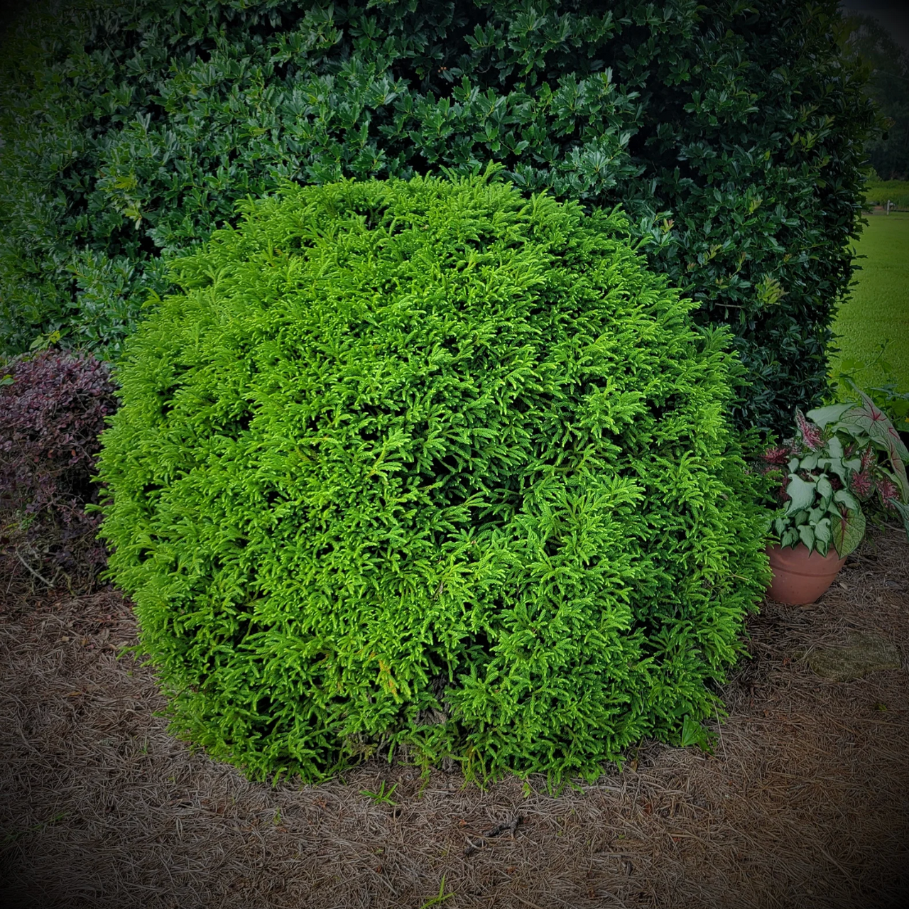 Dwarf Japanese cedar shrub with dense lime-green foliage ball shape