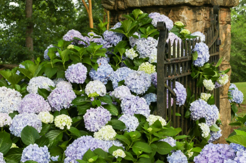 Purple hydrangea flower clusters with green leaves in an outdoor garden