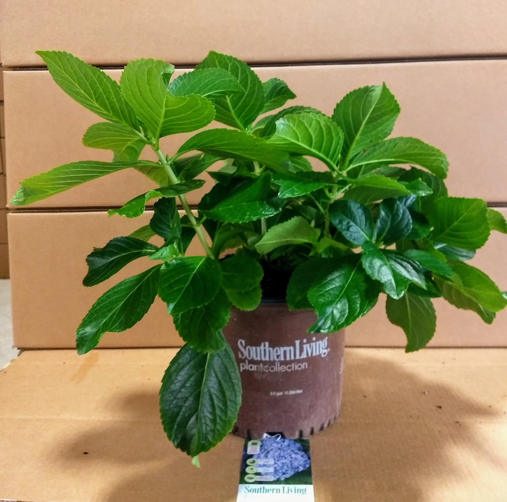 Potted green hydrangea plant with broad leaves