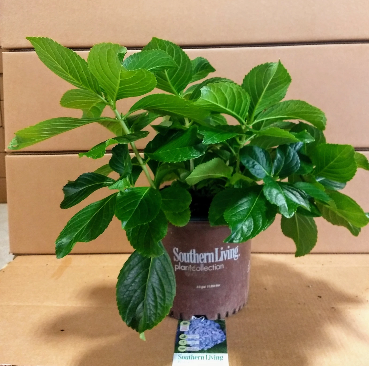 Potted green hydrangea plant with broad leaves
