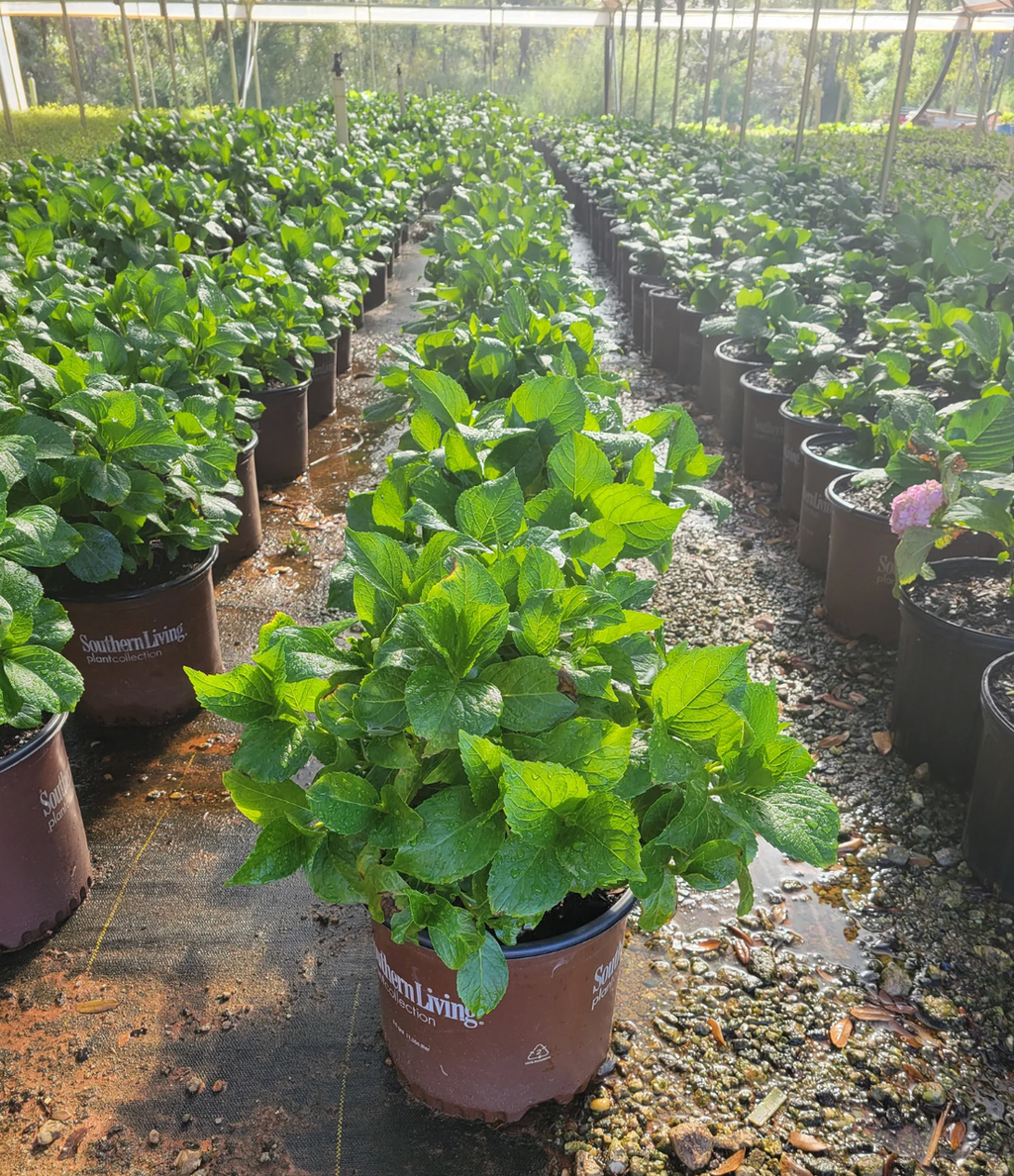 Row of potted hydrangea plants with green leaves in a nursery