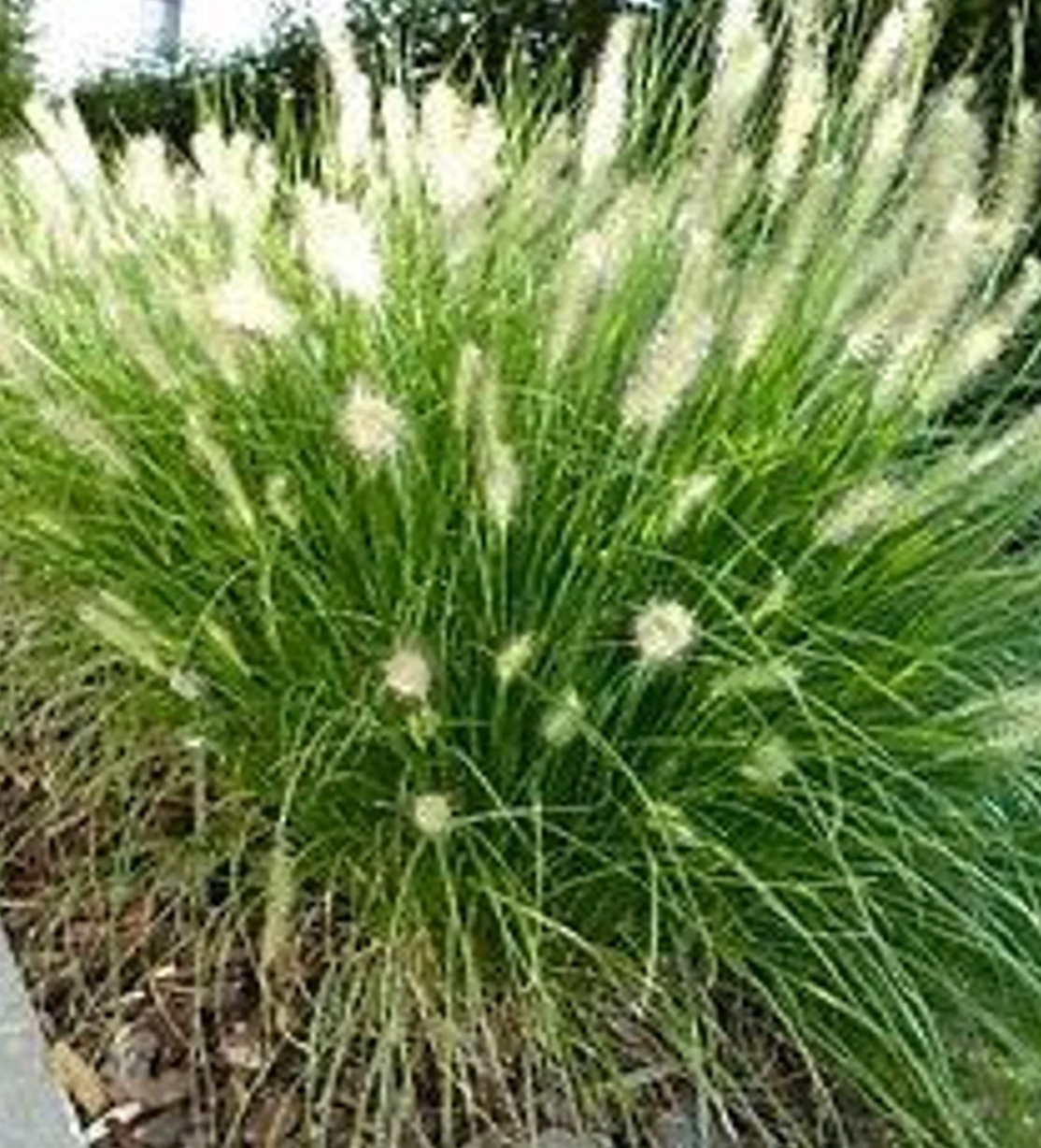 Dwarf fountain grass clump with arching green leaves and pale plume flowers