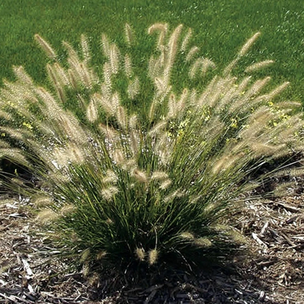 Dwarf fountain grass clump with feathery pale seed plumes and dark green blades