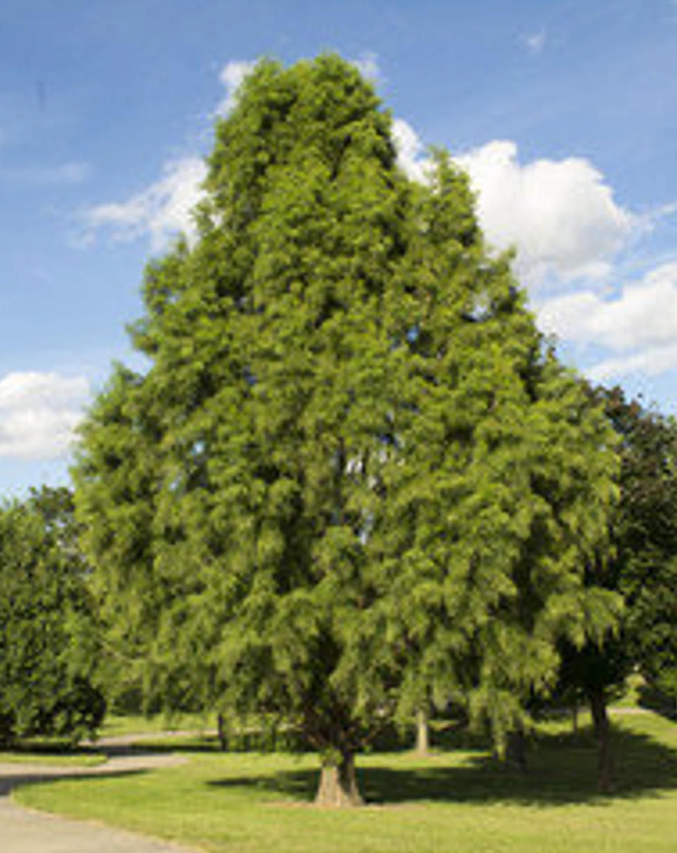 Bald cypress tree with dense green canopy in an open lawn