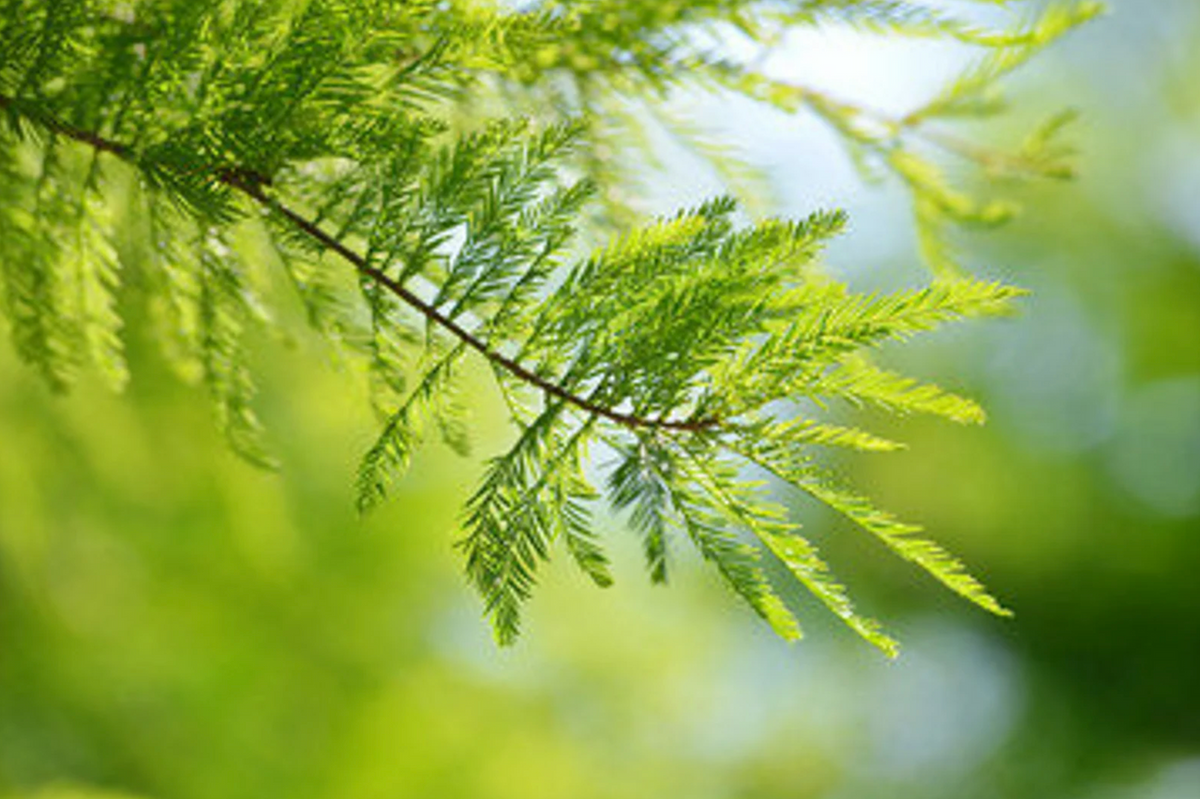 Bald cypress tree branch with bright green feathery foliage