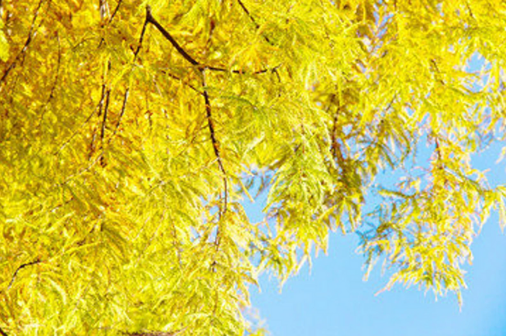 Bald cypress tree branch with golden yellow feathery foliage