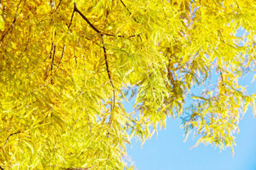 Bald cypress tree branch with golden yellow feathery foliage