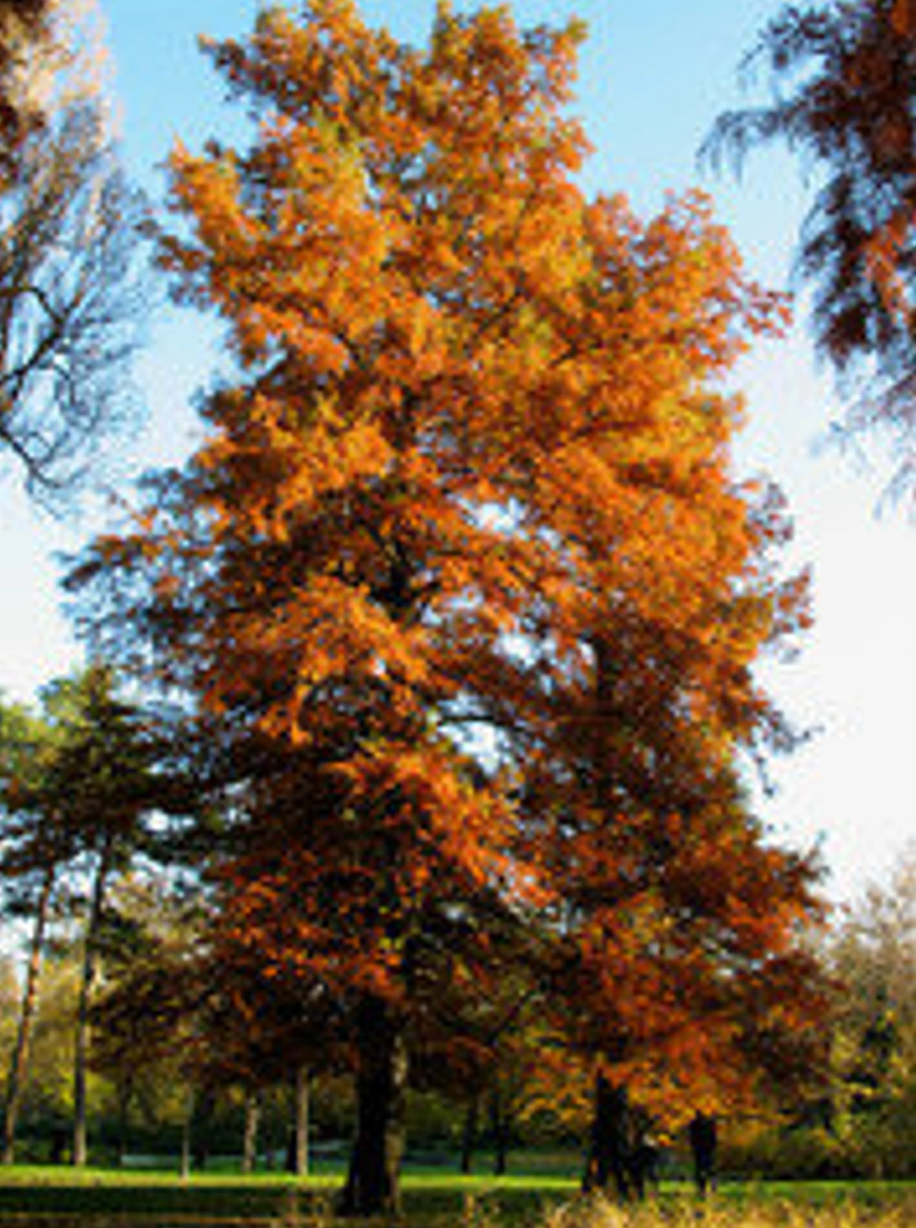 Bald cypress tree with orange autumn leaves against blue sky