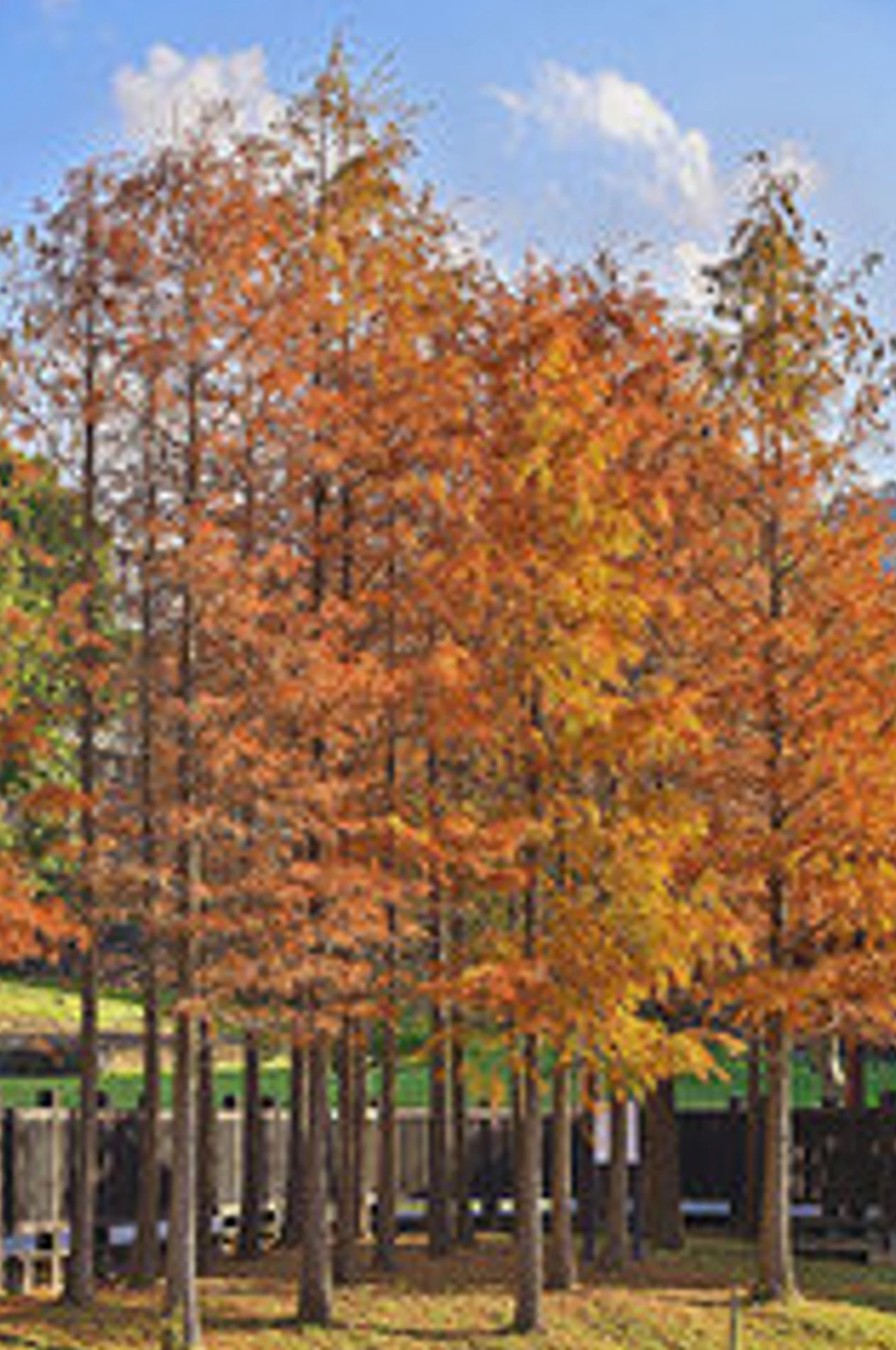 Bald cypress saplings in a row with orange fall foliage