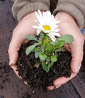 Hands holding potting soil with small flowering plant seedlings
