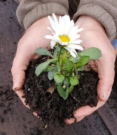 Hands holding potting soil with small flowering plant seedlings