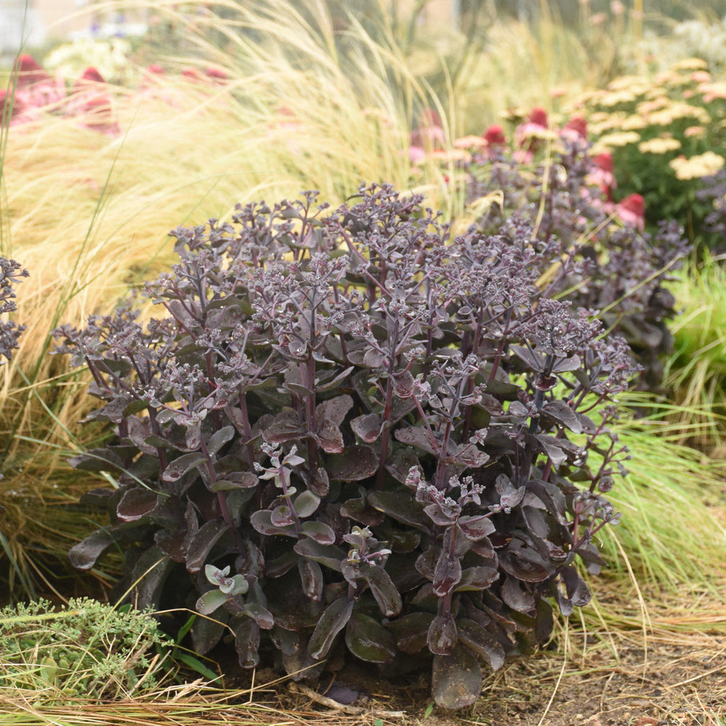 Sedum plant with dark purple, fleshy leaves forming dense mounds in a garden bed