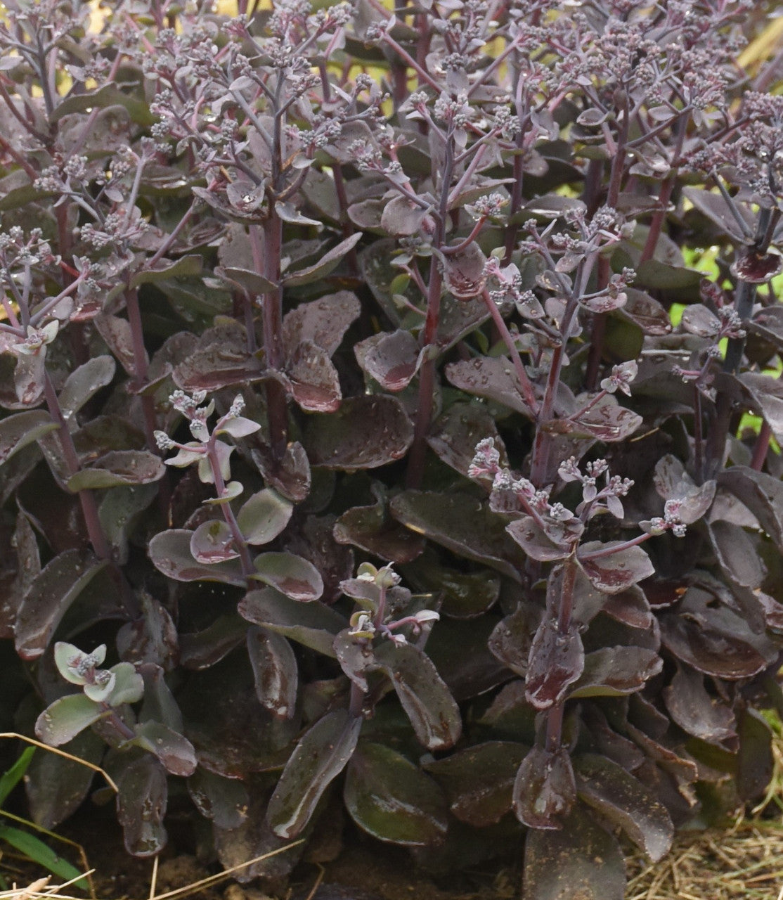 Sedum plant close-up of dark purple, thick succulent leaves and small branching stems