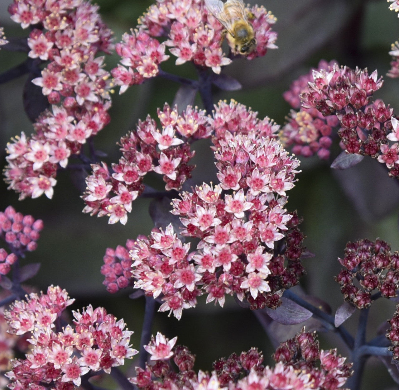 Sedum plant with pink flower clusters on dark stems and succulent leaves