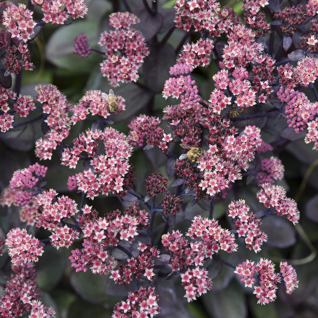 Sedum plant with pink flower clusters over dark purple succulent foliage