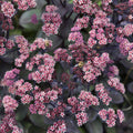 Sedum plant with pink flower clusters over dark purple succulent foliage