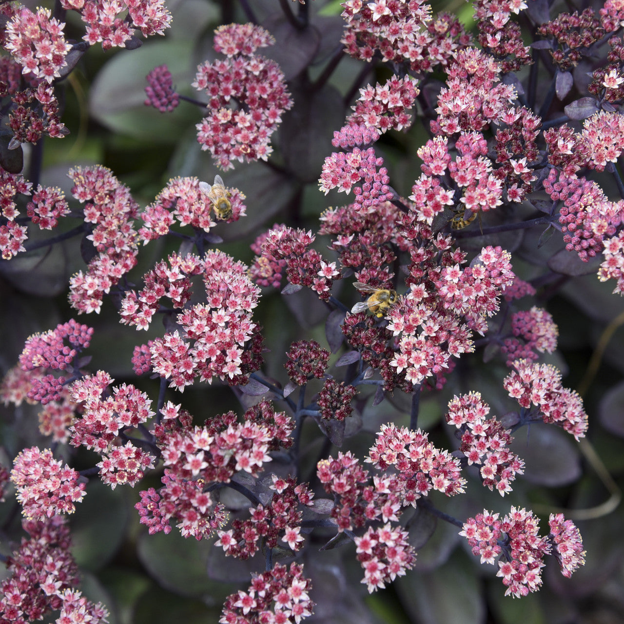 Sedum plant with pink flower clusters over dark purple succulent foliage
