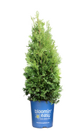 Private Jet™ Arborvitae in blue pot with dense green conical foliage