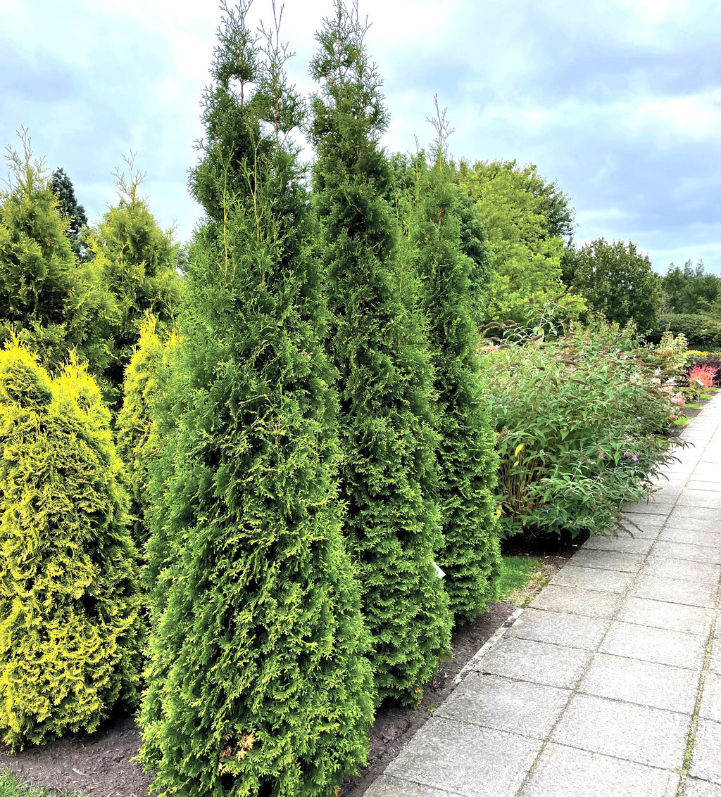 Private Jet™ Arborvitae hedge plants with dense green columnar shape along walkway