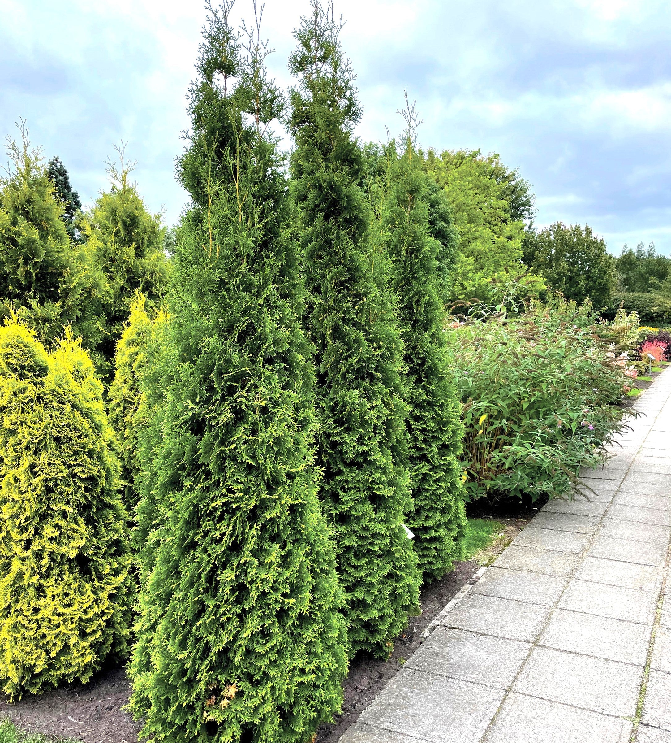 Private Jet™ Arborvitae hedge plants with dense green columnar shape along walkway