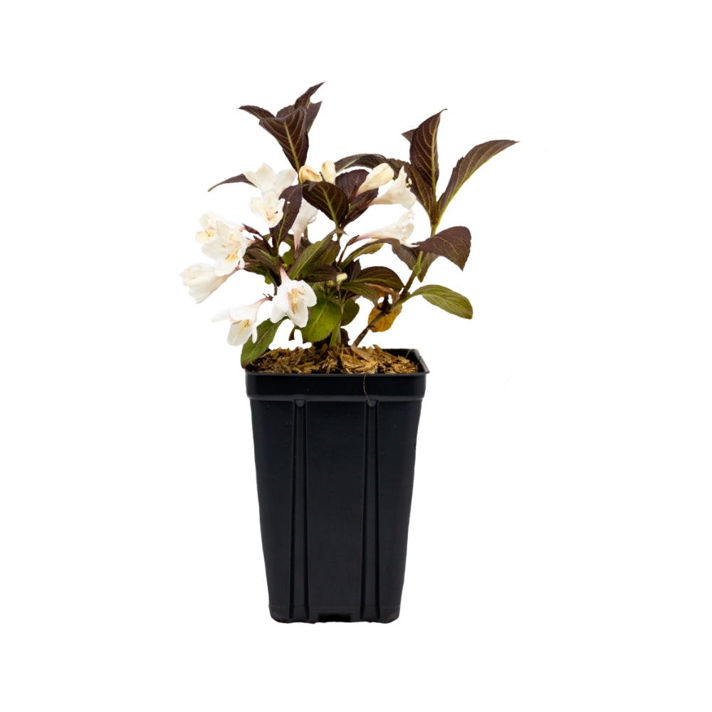 Potted Weigela plant with pale white flowers and dark leaves in black nursery pot