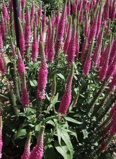 Raspberry Speedwell Veronica flower spikes with green leaves