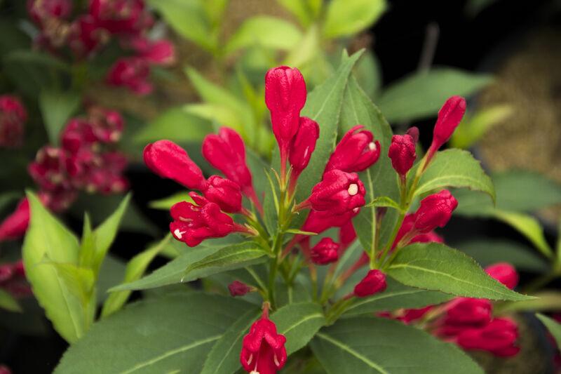 Weigela blooms with red flower buds and green lance-shaped leaves